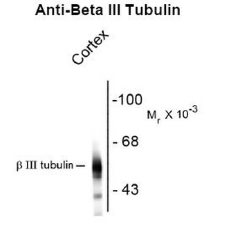 Beta III Tubulin Antibody [AA10]