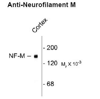 Nefm Antibody