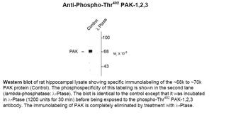Pak1 Antibody