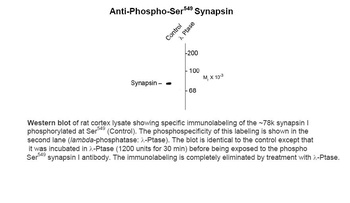 SYN1 Antibody