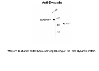 DNM1 Antibody