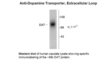 SLC6A3 Antibody