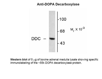 DDC Antibody