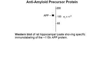App Antibody