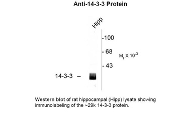 14-3-3 Antibody