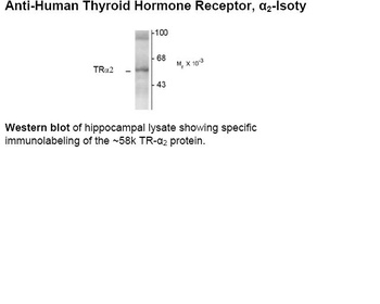 THRA Antibody