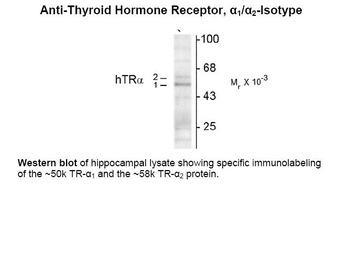 THRA Antibody