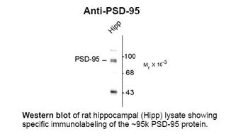 Dlg4 Antibody