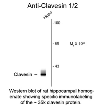 Clvs1 Antibody