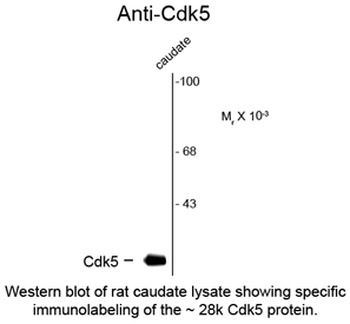 Cdk5 Antibody