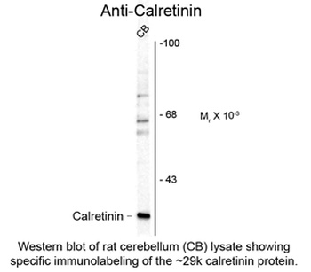 Calb2 Antibody