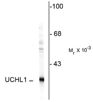 UCHL1 Antibody