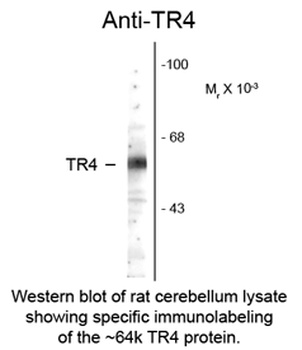 Nr2c2 Antibody