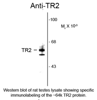 Nr2c1 Antibody