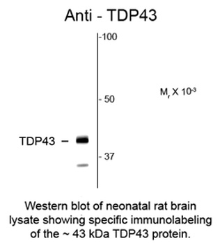 TARDBP Antibody