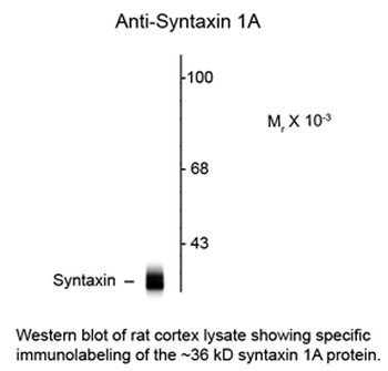 STX1A Antibody