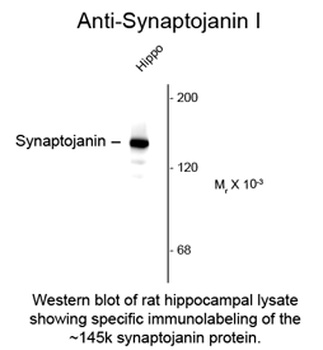 Synj1 Antibody