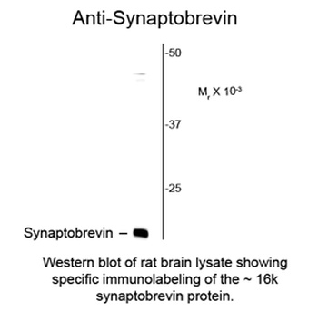 VAMP1 Antibody