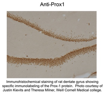 PROX1 Antibody