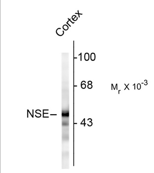 ENO2 Antibody
