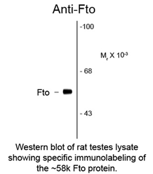 FTO Antibody