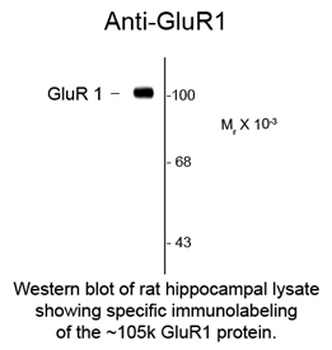 Gria1 Antibody