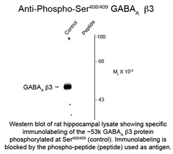 Gabrb3 Antibody