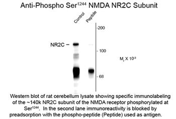 Grin2c Antibody