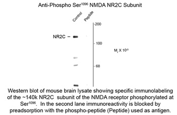 Grin2c Antibody