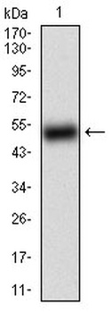 BACE1 Antibody [3C1C3]