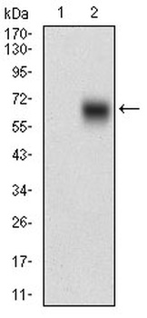 BACE1 Antibody [3C1C3]