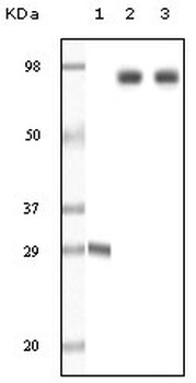 ZAP70 Antibody