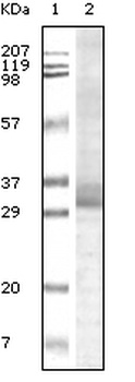 ZCCHC3 Antibody