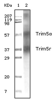 ZCCHC3 Antibody