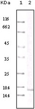 CCL2 Antibody