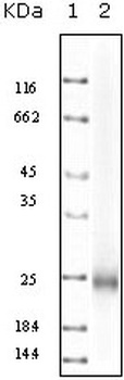 IL-10 Antibody [3C12C12]