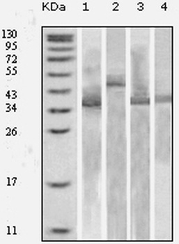 KLRB1 Antibody