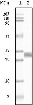 TGFB1 Antibody