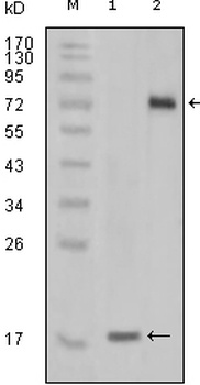 STYK1 Antibody
