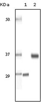 SRA1 Antibody