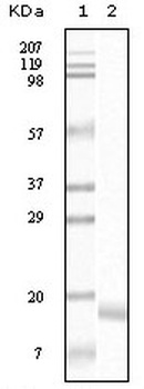 SNCA Antibody