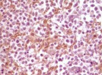 SNCA Antibody