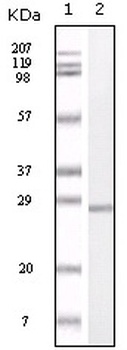 S100A1 Antibody