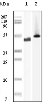 PTK6 Antibody