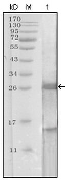 KLK3 Antibody