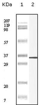 ENDOU Antibody