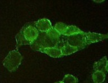 ENDOU Antibody