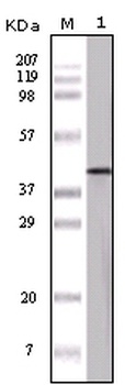 NPHS1 Antibody