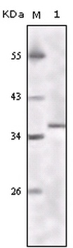 KAT8 Antibody