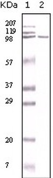 MSH2 Antibody